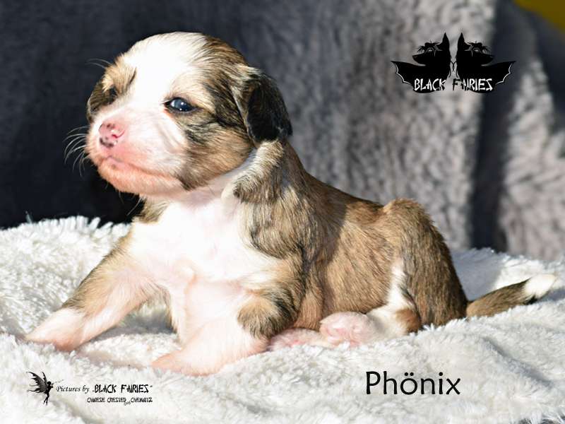 *BlackFairies* "Phönix" from the Ashes