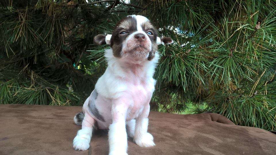 Tanzania Desert iz Clana Timurlana