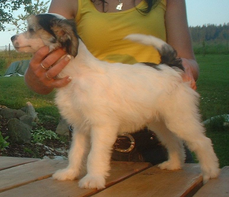 Quido z Jasne hvezdy