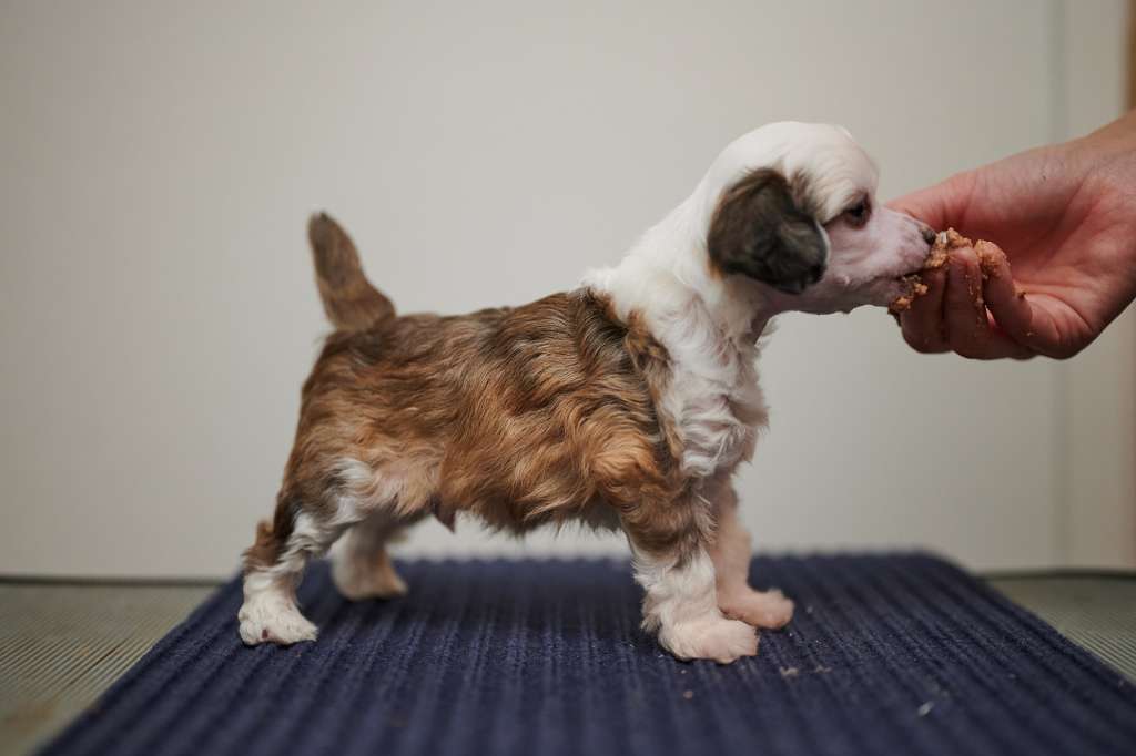 Sirocco Was It A Cat I Saw