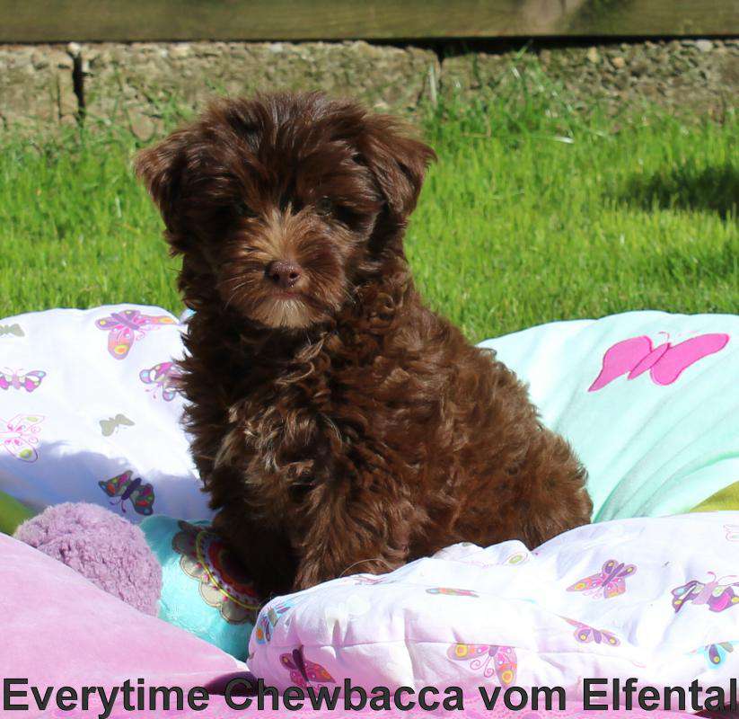 Everytime Chewbacca vom Elfental