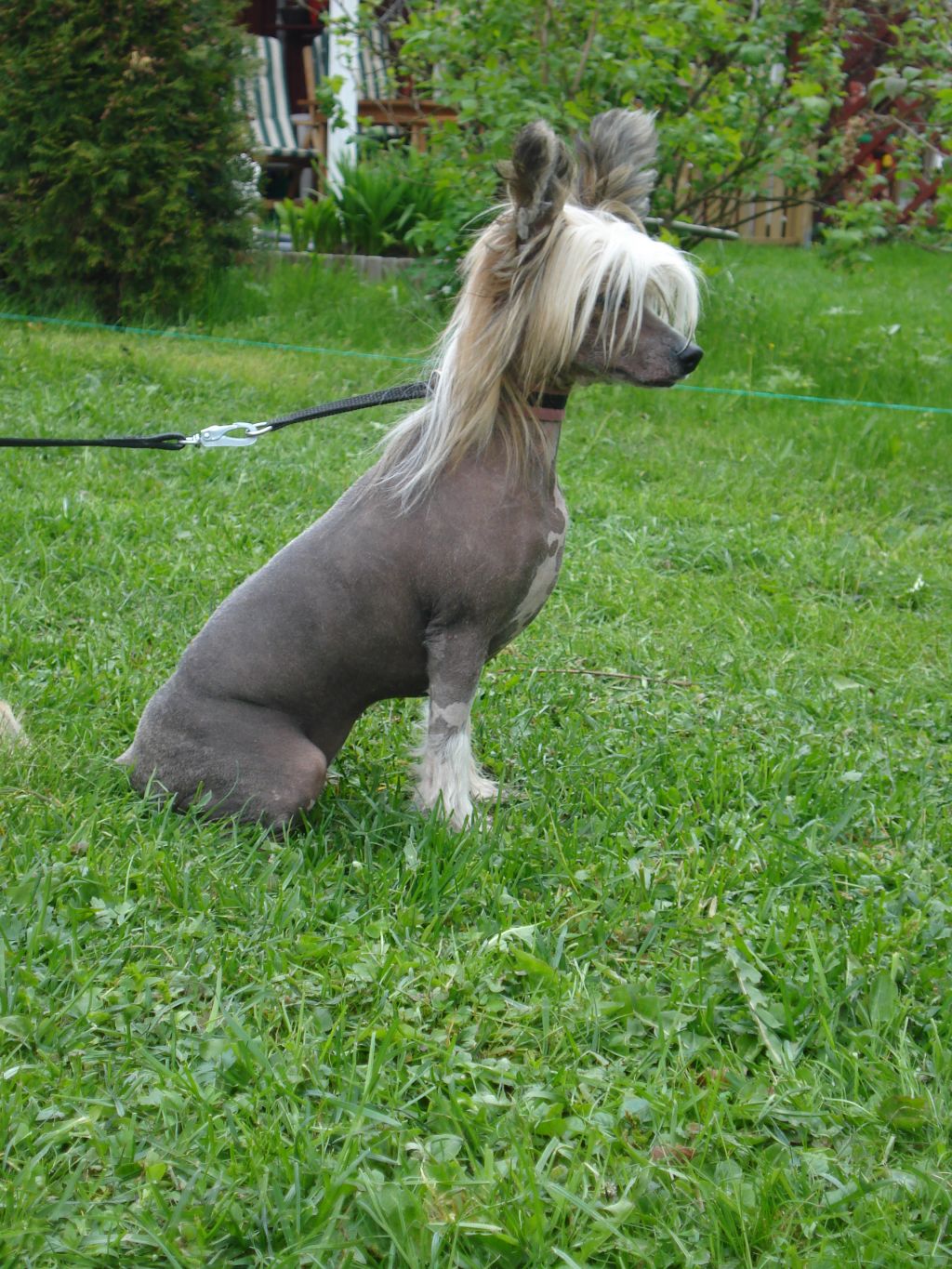 Zixie's Crazy For Rock