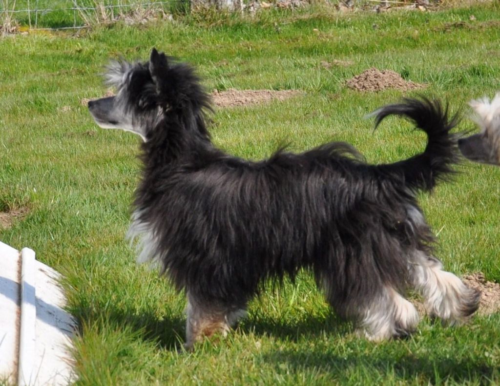 Indice Little Champs