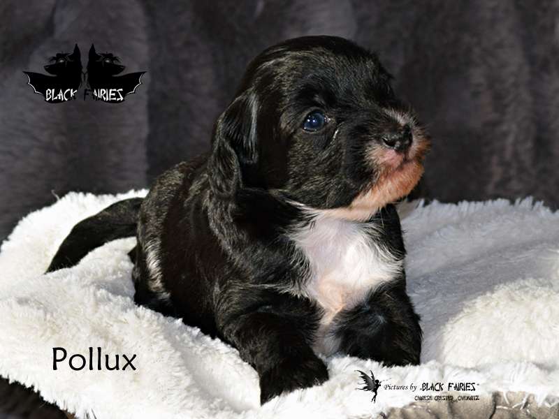 *BlackFairies* "Pollux" Son of Zeus
