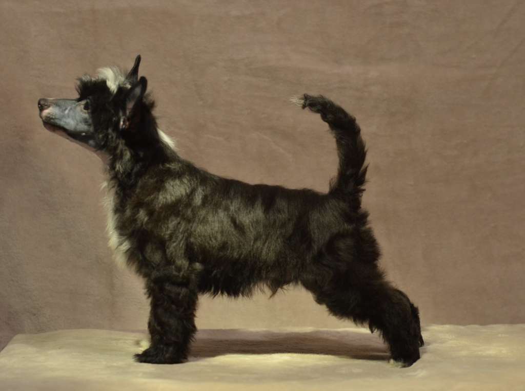 Golden Diamond Cresteds Mr Marshall