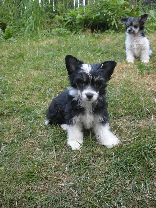 Zödra Gremlins Garanti