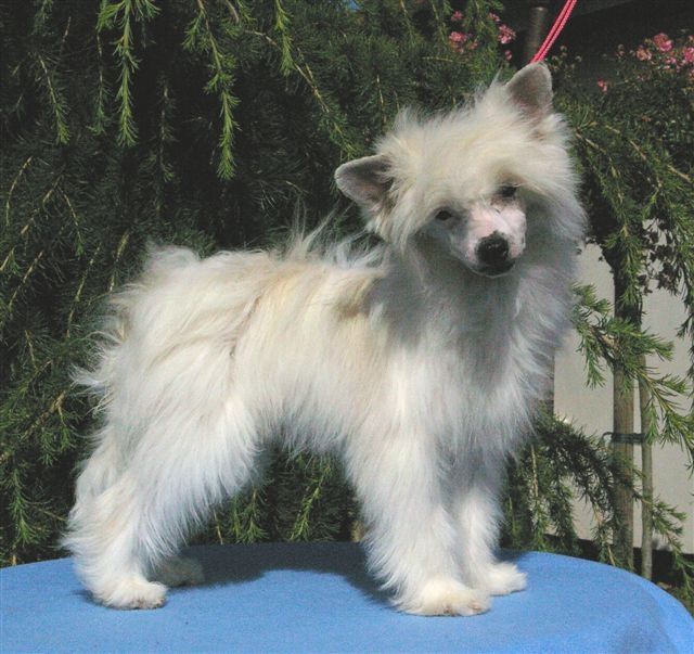 Highness von Shinbashi