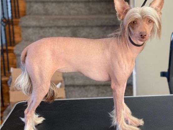 Muso Grazioso Lilu Always In Your Mind