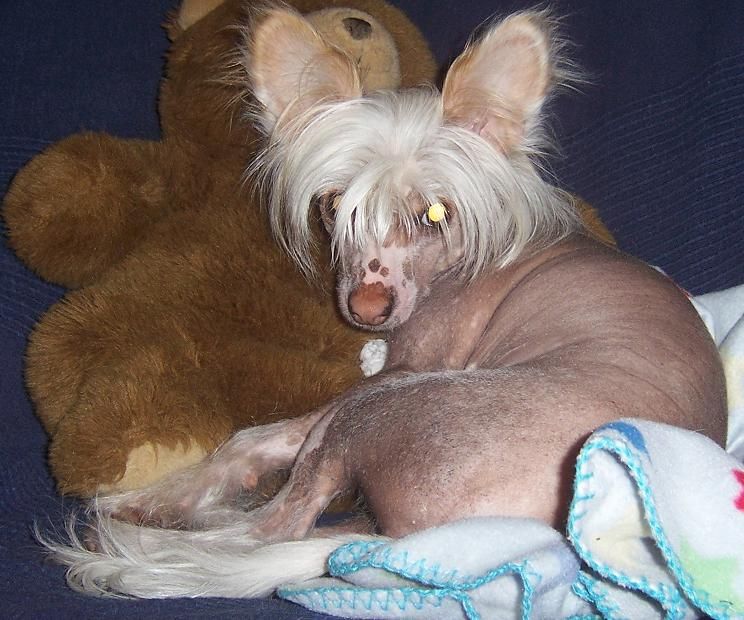 Kejsaren Av Kina Gizmopersempre