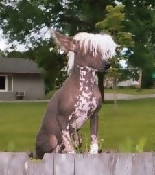 Howe's Hey Ralphie Boy