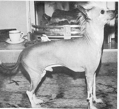 Winterlea Wy Ho of Crest Haven