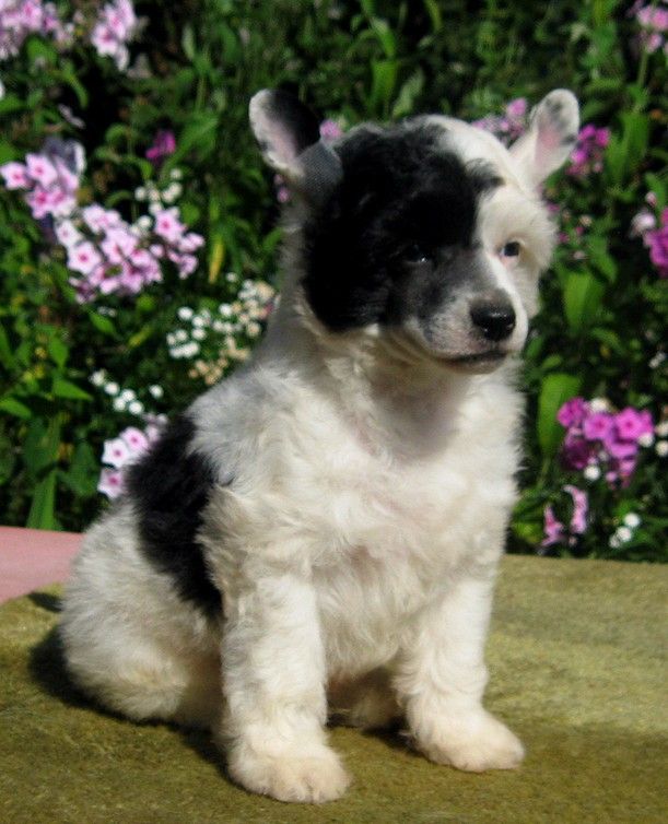 Angel O' Check Jdgin.