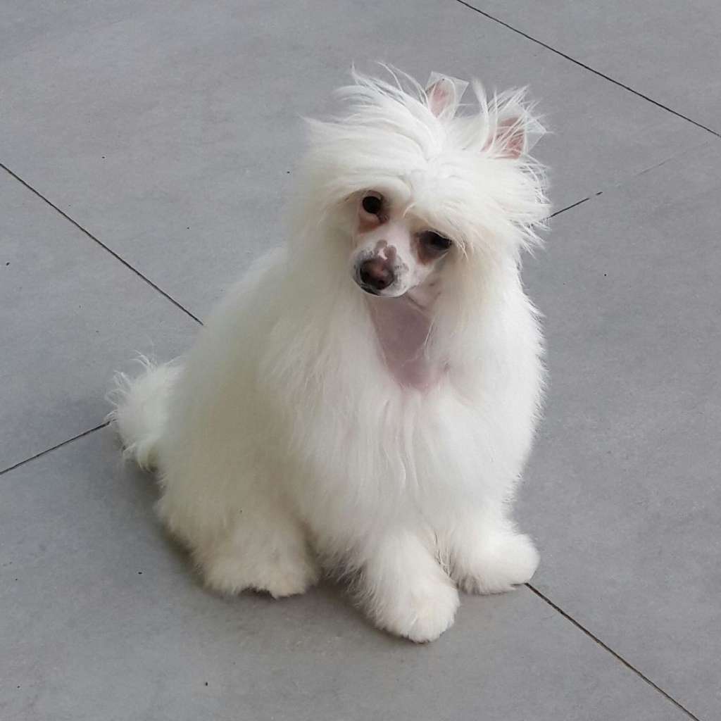 Million Dollar Baby des Picholines