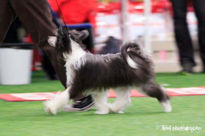 Lunacrest Double Hitter