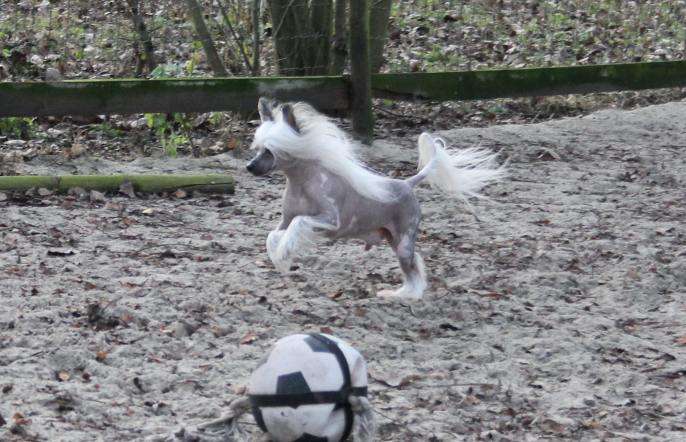 I' M A  Playboy Top Model De Rama