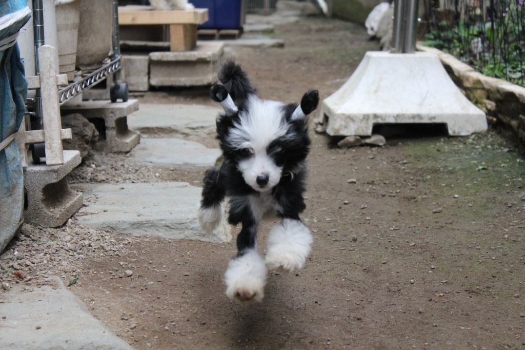 Angelino JP Brilliant Black