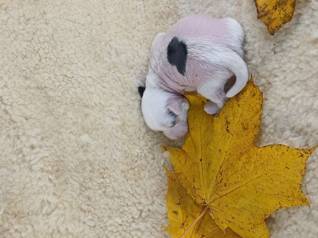 Angel O' Check Milash