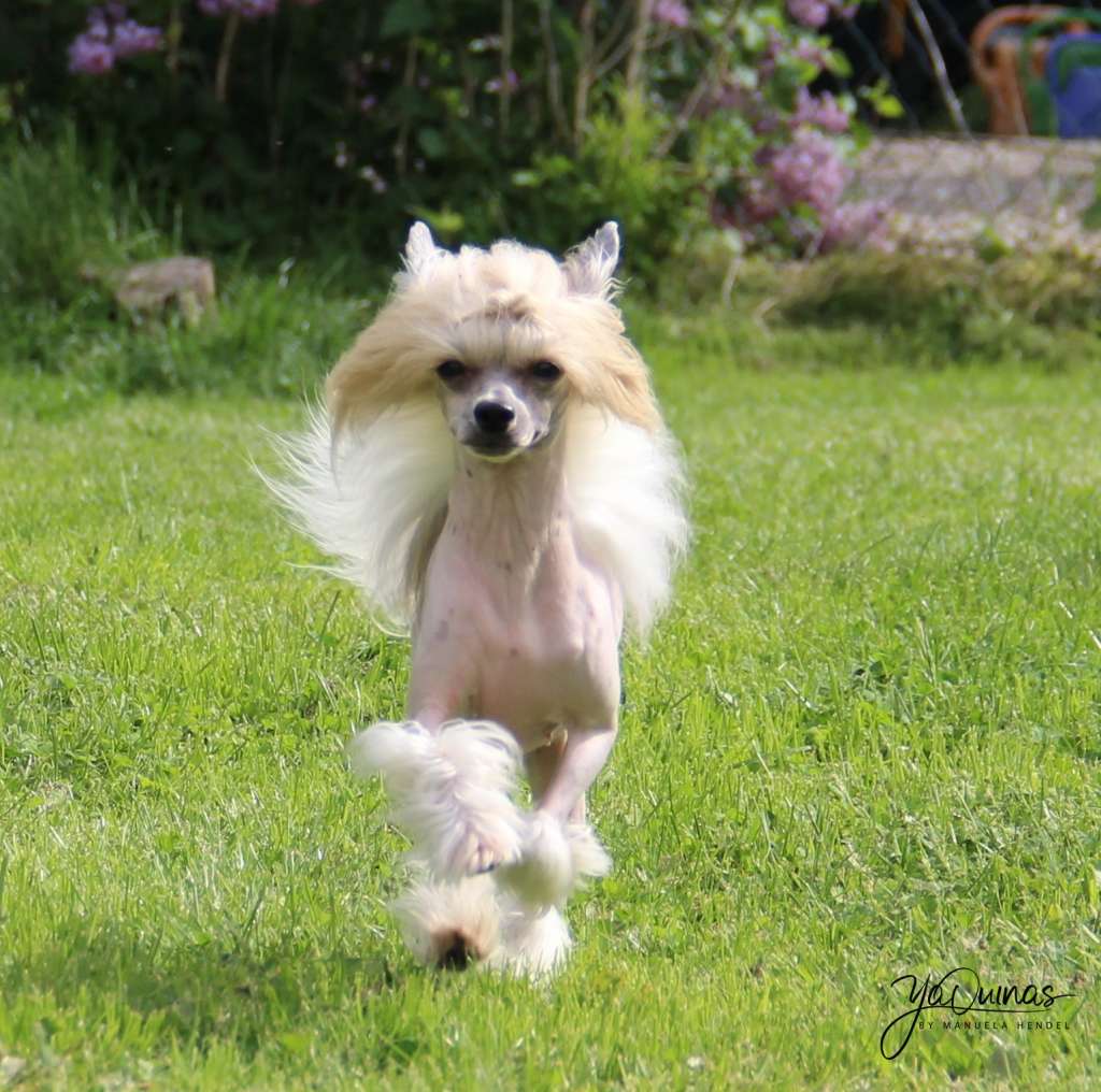 Yaquinas Gracie dont   look Back