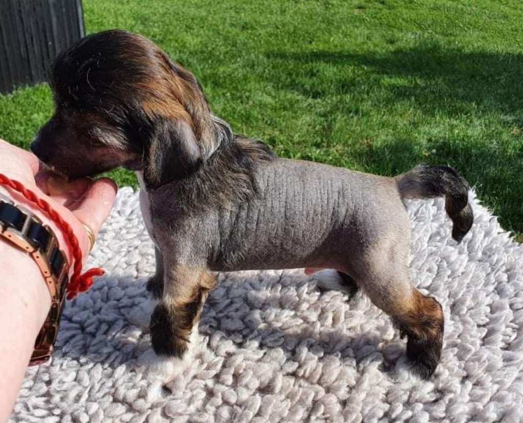 Tournais Ass To The Grass