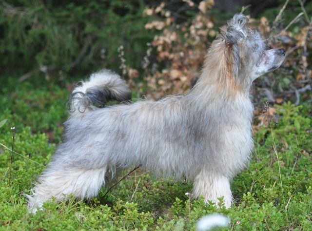 Artic Flyer's Epic Charmer