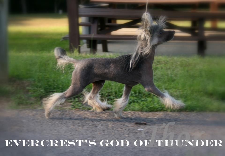 EverCrest's God of Thunder