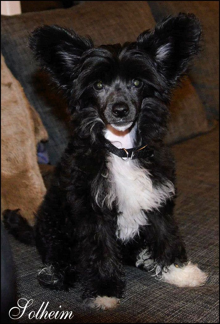 Tiny Rascal's Mad Max.