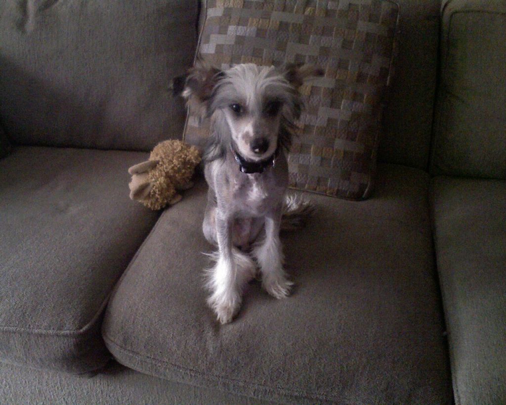 Razzmatazz Zebra Noedel