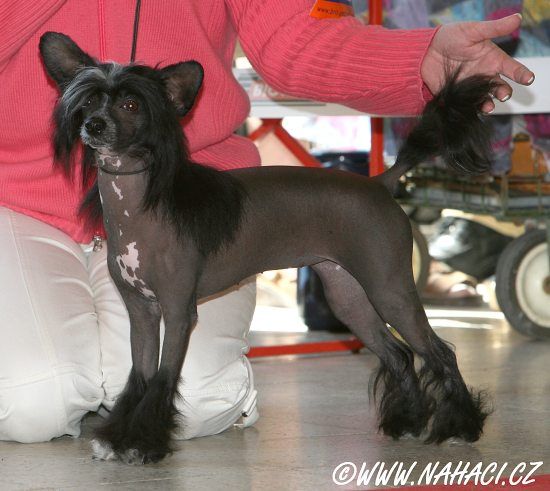 Alladea Berry Surabaya-Lahore