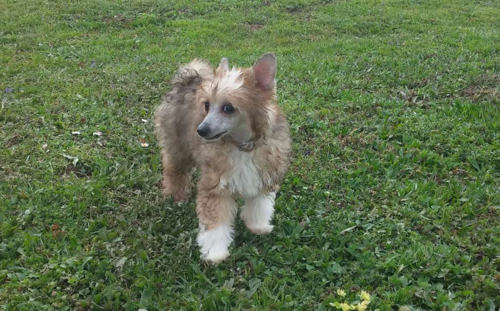 Alex Dream of Childhood