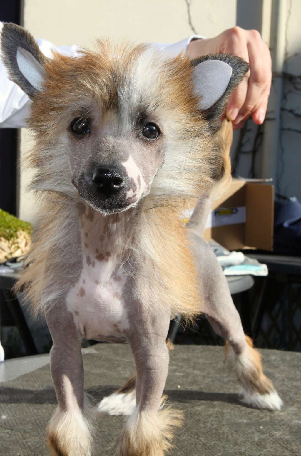 Phara From China with love