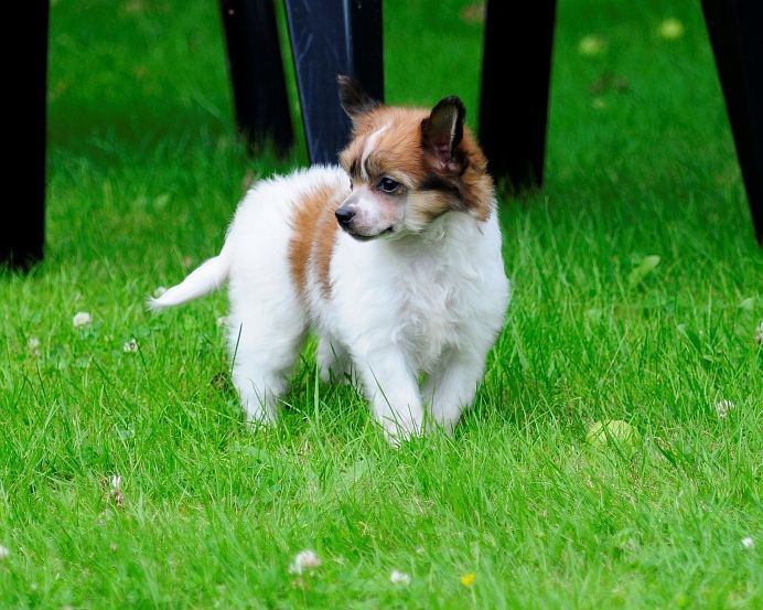  Be My Dog's Indian Flame