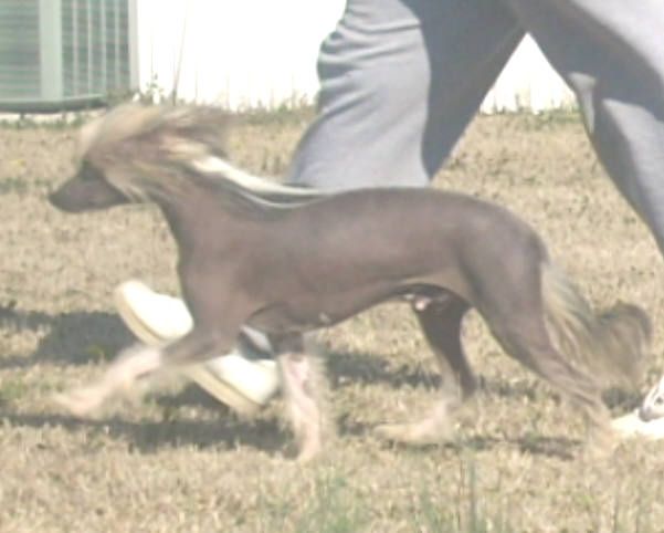 Diva's Black Tie Affair