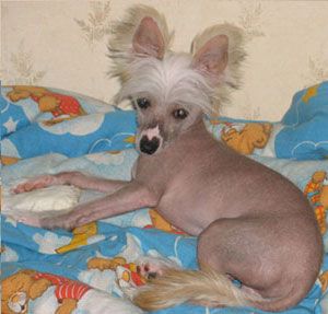 Sapfir iz Tsarskogo Sela Izia