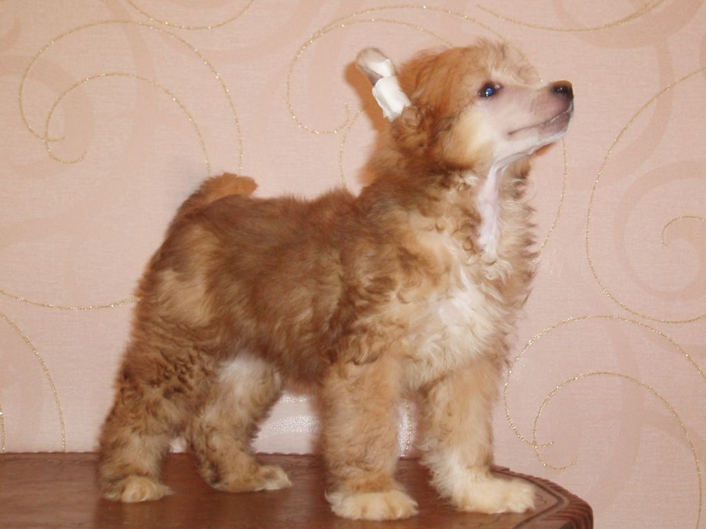 True Magnifisen Chamberlen