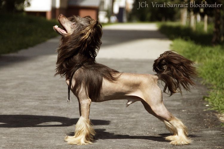 Vivat Sanraiz Blokbaster