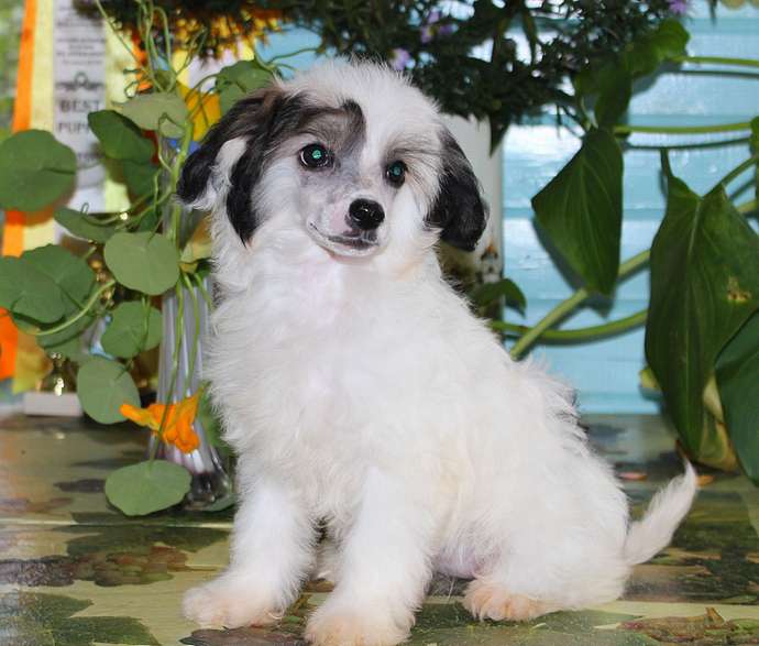 Angel O' Check Hilda