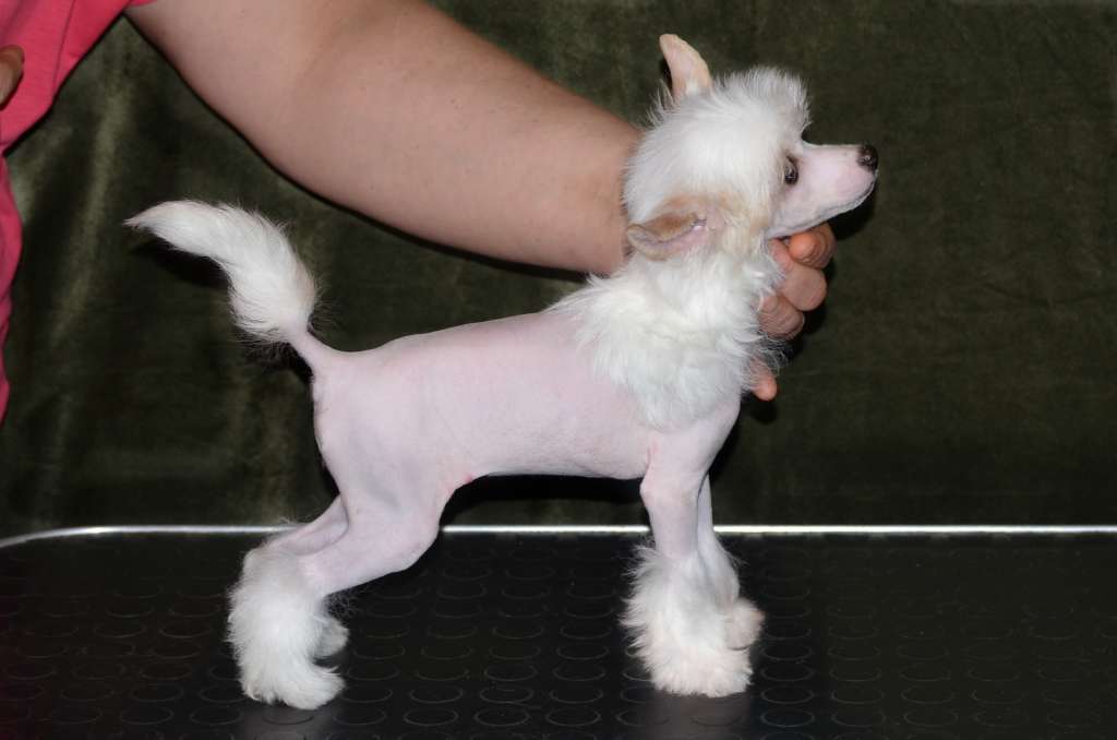 Magic of Success Infanta