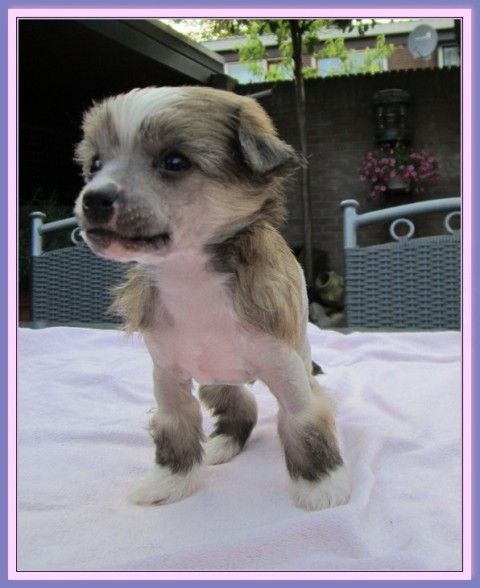 One and Only Oz Of Gizzy's Home