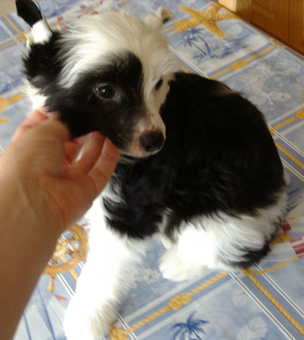 Nika Stars Romeo Lyi Kyn