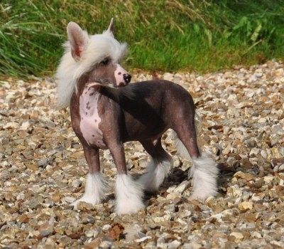 Hergé Little Champs