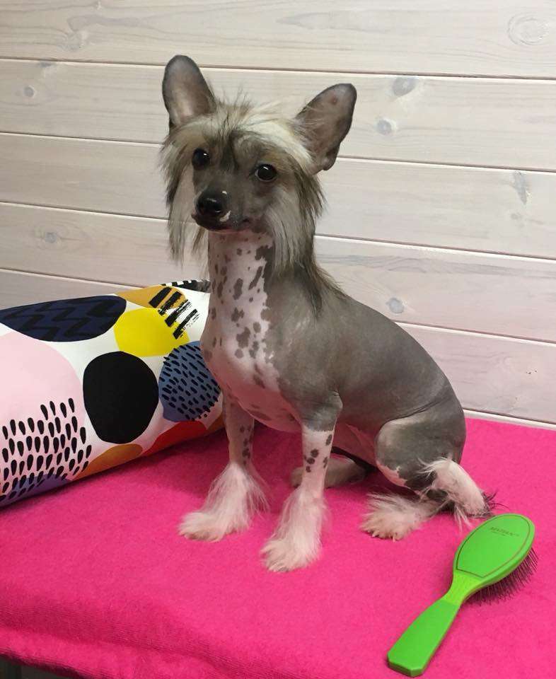 Dakota Rose Flawless Girl