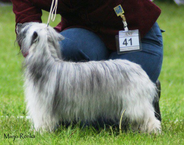 Gamla Bodens Mini Brownie