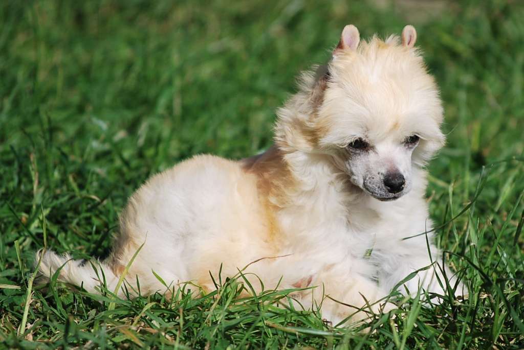 Little Dog Of Dream Nuutea