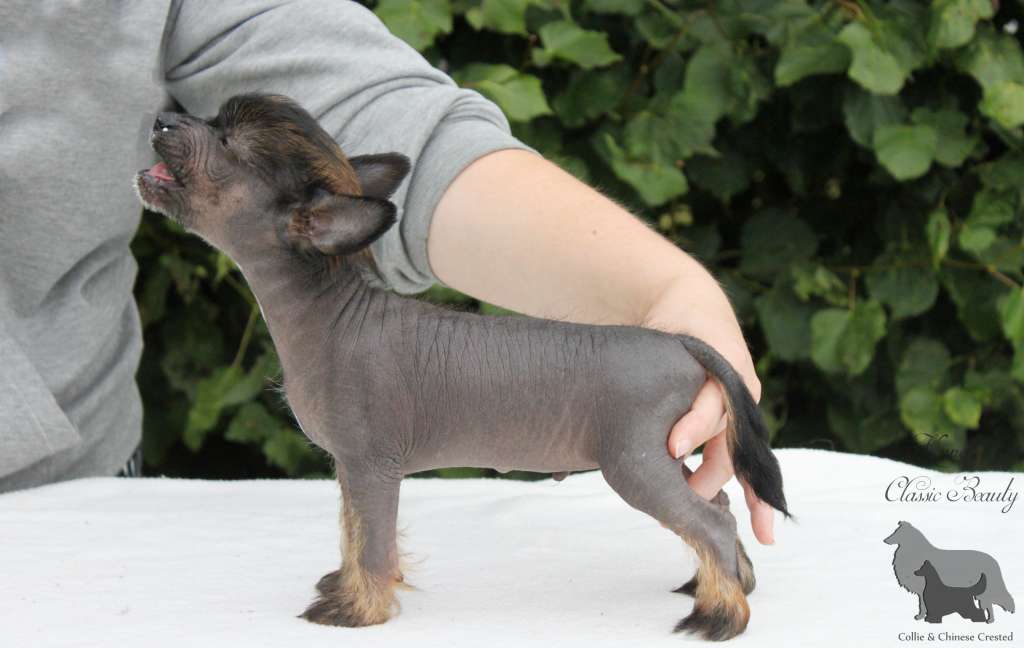 Classic Beauty Always On Fire