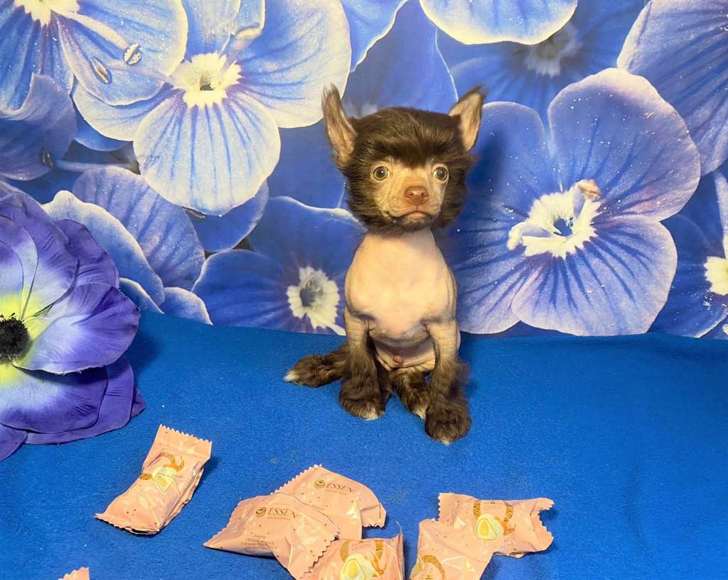 Charuyuschiy Soblazn Fendi Fairy Tale