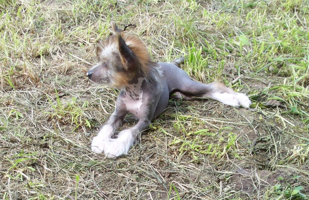 Bre - Ana Beauty Iz Strani Cvetov