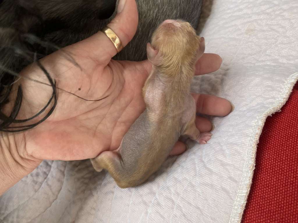 Kameleondogs kennel Yoko