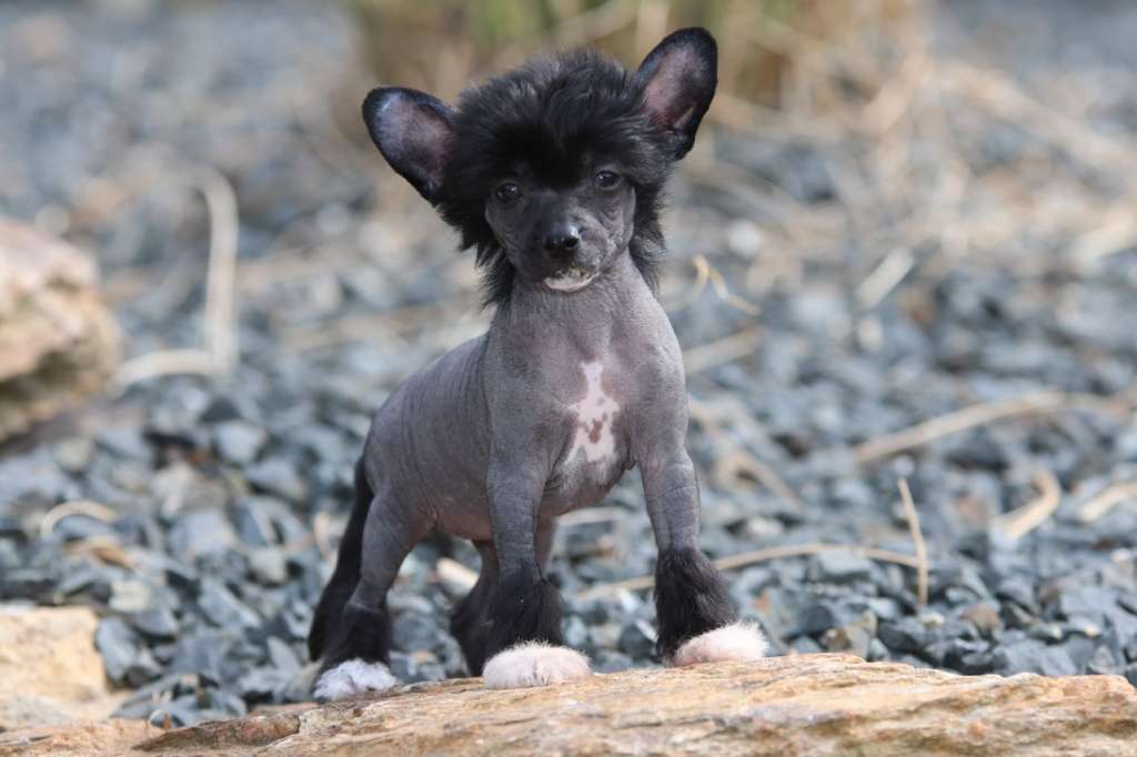 Moonlight Shadow Princes de la Roses