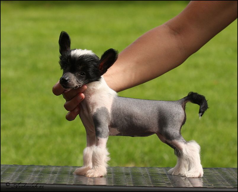 Deesse Me Rose of Silesia