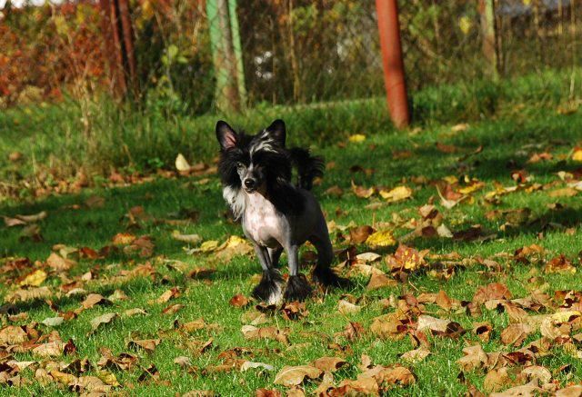 Golden Diamond Cresteds Hoshi